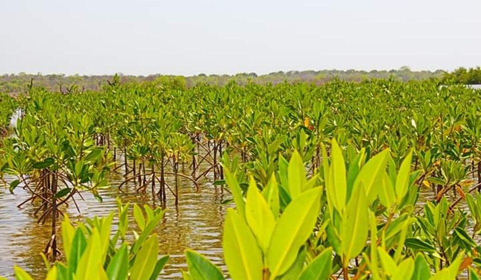 feature 40,000 mangrove