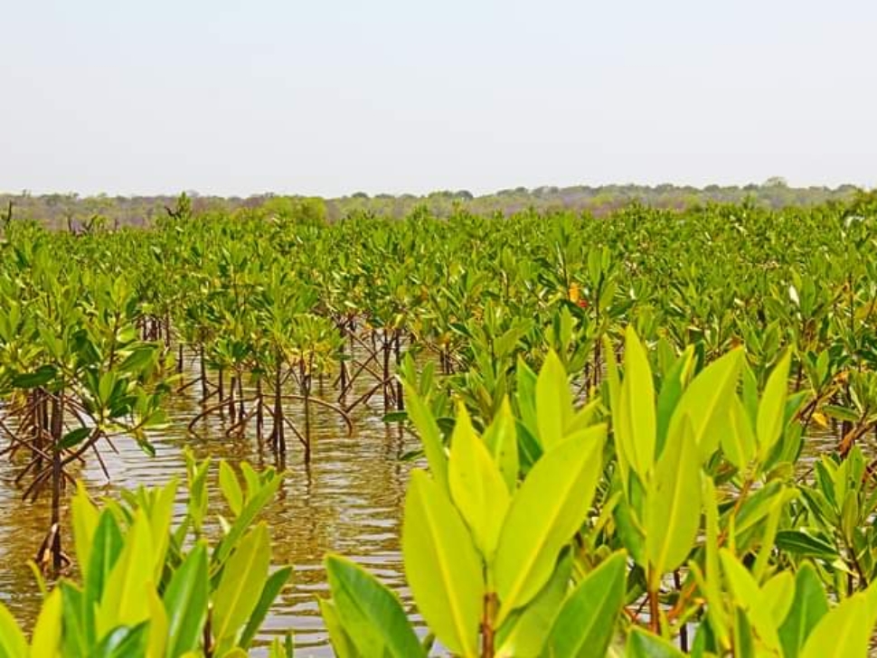 feature 40,000 mangrove